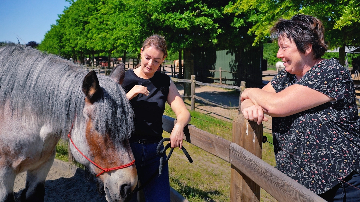 Paardencoaching stoppen met roken