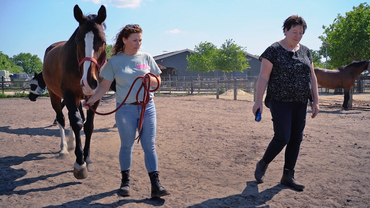 Stoppen met roken programma met paarden