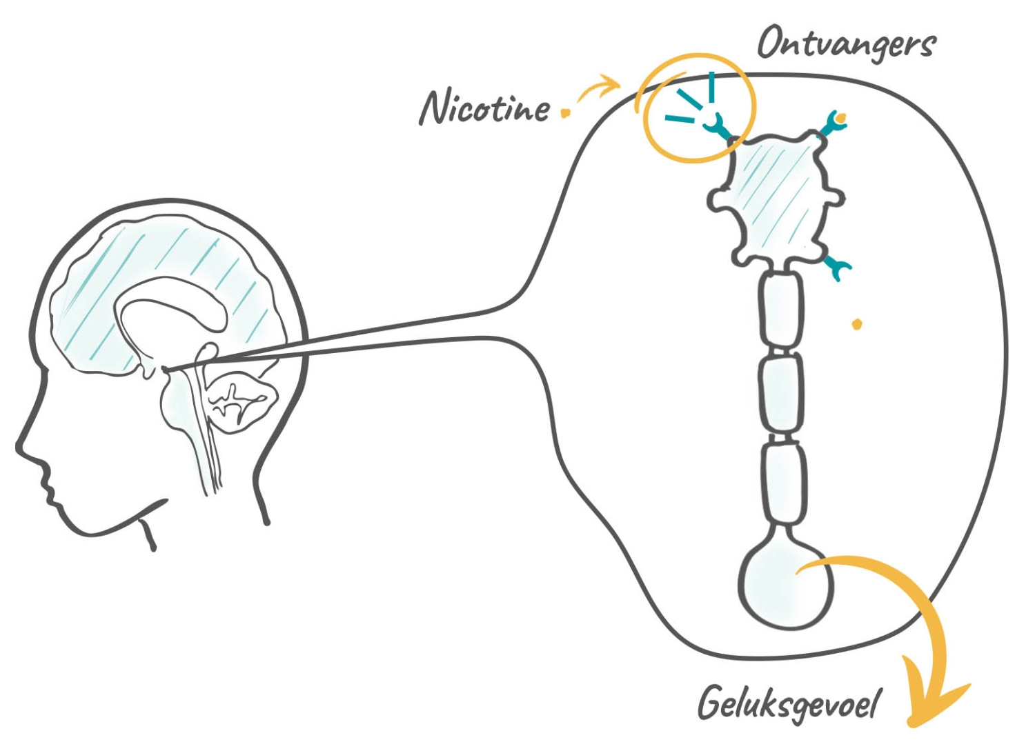 Werking nicotinebehoefte hersenen roker3
