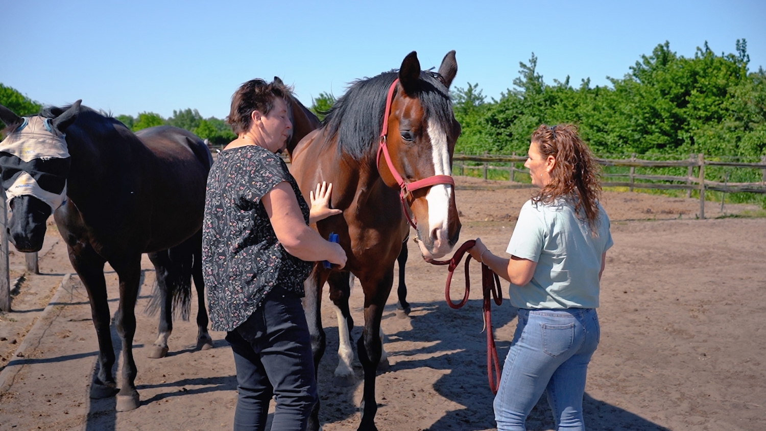 Stoppen met roken paardencoaching 1